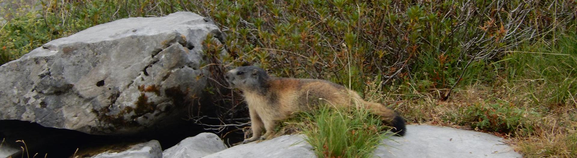 slider-camping-sainte-disdille-alpes-marmottes